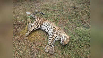 Leopard Found Dead: जळगावात बिबट्या आढळला मृतावस्थेत; या शक्यतेने उडाली खळबळ