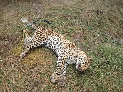 Leopard Found Dead: जळगावात बिबट्या आढळला मृतावस्थेत; या शक्यतेने उडाली खळबळ