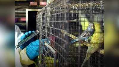 Bird flu Updates: बर्ड फ्लू को लेकर यूपी में हाई अलर्ट, एक भी केस सामने आने पर पक्षियों को मारने का आदेश