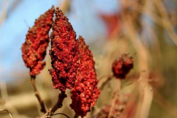 ​Sumac क्या है