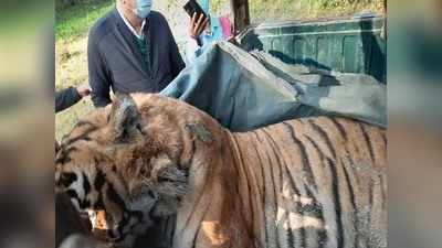 Uttarakhand News: नैनीताल में कार की टक्कर के बाद 12 साल के बाघ की मौत, ड्राइवर पर केस दर्ज