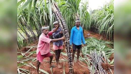 பொங்கல் கரும்புதான்... ஆனா இது ரொம்ப ஸ்பெஷல்!