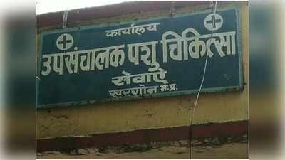 खरगोन में बर्ड फ्लू की पुष्टि, मृत पक्षी खाने से 2 कुत्तों की मौत, मचा हड़कंप