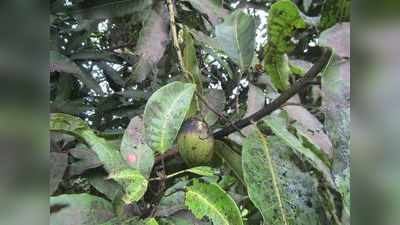 ಮಾವು ಹೂಬಿಡುವ ಕಾಲದಲ್ಲಿ ಅಕಾಲಿಕ ಮಳೆ; ಚಿಂತೆ ಬೇಡ ಬೂದಿರೋಗ ತಡೆಗಟ್ಟಲು ಇಲ್ಲಿದೆ ಪರಿಹಾರ