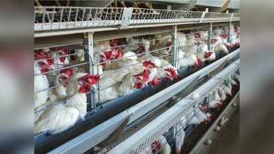 Bird Flu के प्रकोप के बीच चिकन और अंडा खाने वाले रहें सावधान, जानें WHO की सलाह