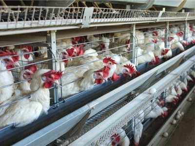 Bird Flu के प्रकोप के बीच चिकन और अंडा खाने वाले रहें सावधान, जानें WHO की सलाह
