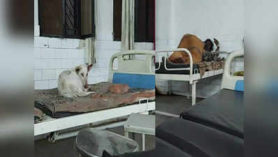 Mirzapur News: सरकारी अस्पताल के वॉर्ड में मरीजों के बीच बेड पर बैठा कुत्ता, उठे सवाल