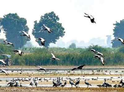 બર્ડફ્લુનો ભય! ગુજરાતના 7 પક્ષી અભયારણ્યમાં મુલાકાતીઓ માટે પ્રવેશ પર પ્રતિબંધ