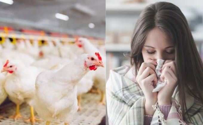 ​શું ઈંડા કે ચિકન ખાવાથી મનુષ્યને થઈ શકે બર્ડફ્લુ?