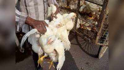 Bird Flu Alert : इंसानों में जल्दी नहीं होता है बर्ड फ्लू का संक्रमण, फिर सुरक्षित रहने के लिए बरतें ये सावधानियां