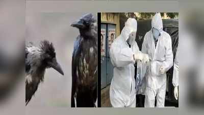 Rajasthan Bird Flu : 11 जिलों में पहुंचा खतरा ! , 5 और जिलों में भी हुई वायरस की पुष्टि