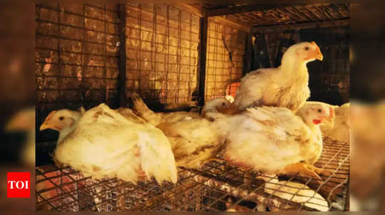 Bird Flu: அதிரடியாக குறையும் கோழி, முட்டை விலை!