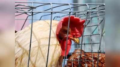 Bird Flu को हल्के में लेना पड़ सकता है भारी, जानें H5N1 से जुड़े खास सवाल