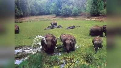 ಬಂಡೀಪುರದಲ್ಲಿ ಹೆಚ್ಚಿದ ಪ್ರಾಣಿಗಳು; ಹುಲಿ, ಆನೆ, ಚಿರತೆ ಸಂಖ್ಯೆ ಹೆಚ್ಚಳ