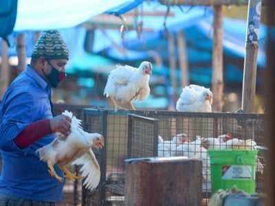 பறவைக் காய்ச்சல் பீதி: எகிறும் மாநிலங்கள்; கொல்லப்படும் பறவைகள்!