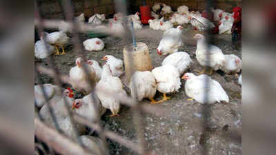 Parbhani: महाराष्ट्रात बर्ड फ्लूचा फेरा, परभणीत ८०० कोंबड्यांचा मृत्यू