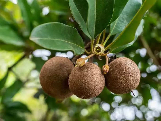 ​ಸಪೋಟ(ಚಿಕ್ಕು)