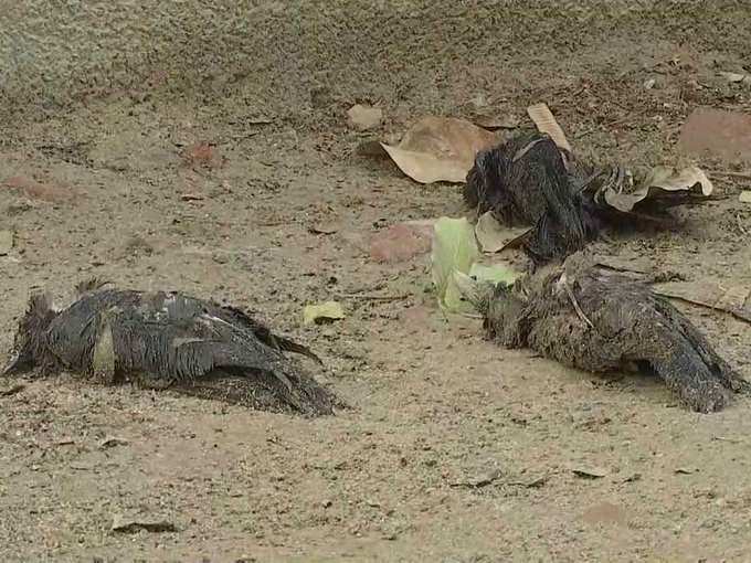 सेंट्रल पार्क में मृत मिले 50 कौवे