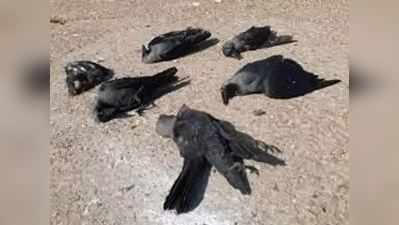 ઉત્તરાખંડમાં ત્રાટક્યો બર્ડ ફ્લૂ, 700થી વધુ પક્ષીઓ મૃત મળી આવતા રેડ એલર્ટ