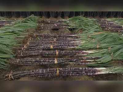 அறுவடை முடிந்தது... பொங்கலுக்கு ஃப்ரெஷ்ஷான கரும்பு தயார்