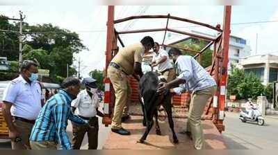 போக்குவரத்து இடையூறு... மாடுகளைக் கைது செய்த ட்ராஃபிக் போலீஸ்