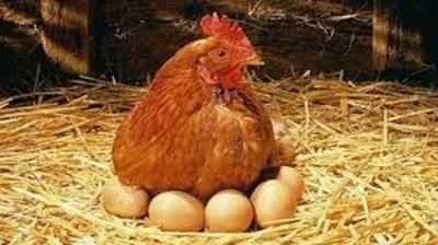 Bird Flu Impact : बिहार में मुर्गे और अंडे के धंधे को बर्ड हिट, पॉल्ट्री के बिजनेस पर छाया H5N1 का खौफ