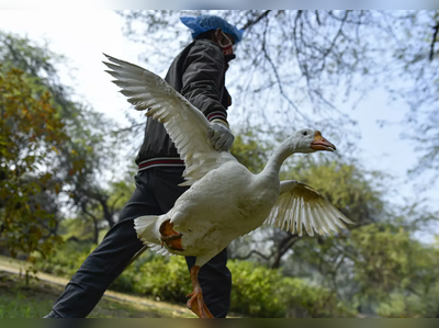 Bird Flu : बर्ड फ्लूनं १० राज्यांत पसरले हातपाय, हेल्पलाईन क्रमांक जारी