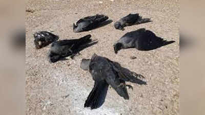 Bird flu news: 2 दिनों में कानपुर में कौवो और कबूतरों के मरने की रफ्तार बढ़ गई