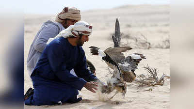 Houbara hunting permits दुबईचे शाही कुटुंब करणार या दुर्मिळ पक्ष्यांची शिकार; पाकिस्तानची मंजुरी