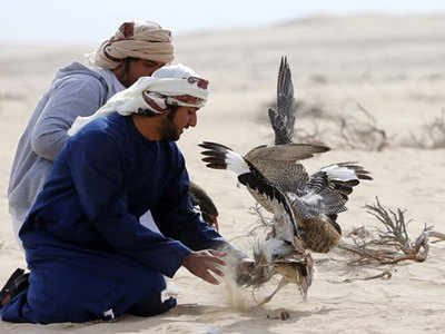 Houbara hunting permits दुबईचे शाही कुटुंब करणार या दुर्मिळ पक्ष्यांची शिकार; पाकिस्तानची मंजुरी