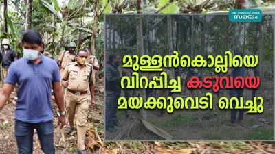 മുള്ളന്‍കൊല്ലിയെ വിറപ്പിച്ച കടുവയെ മയക്കുവെടി വെച്ചു