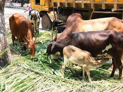 ಹೈನುಗಾರರೇ ಎಚ್ಚರ! ಮನುಷ್ಯರಿಗೂ ಹರಡಬಹುದು ಪಶು ರೋಗಗಳು!