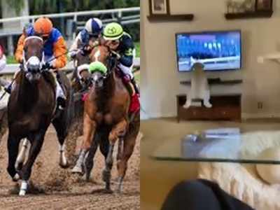इस डॉगी को देखने के बाद घोड़ों की रेस देखने में मजा नहीं आएगा, देखें Viral Video