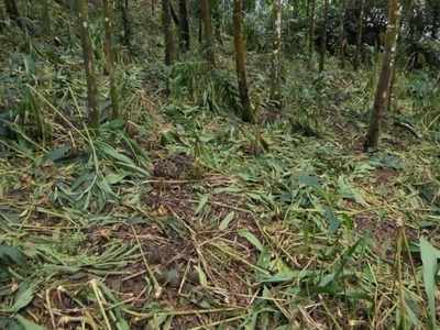 കാട്ടാന ശല്യത്താല്‍ പൊറുതിമുട്ടി മുത്തമ്മള്‍ കോളനി നിവാസികള്‍; യുവതി രക്ഷപ്പെട്ടത് തലനാരിഴക്ക്!