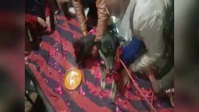कुत्ता-कुतिया की शादी, UP से MP आई बारात, 1 हजार लोगों ने उड़ाई शानदार दावत