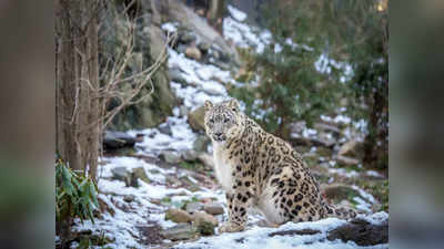 Winter Snow Leopard Tours: സഞ്ചാരികളെ ആകര്‍ഷിക്കാന്‍ പുതിയ പദ്ധതിയുമായി ഉത്തരാഖണ്ഡ് സര്‍ക്കാര്‍