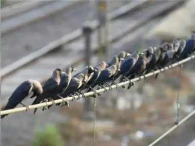 राजस्थान में 443 और पक्षियों की मौत, बर्ड फ्लू की चपेट में अब 16 जिले