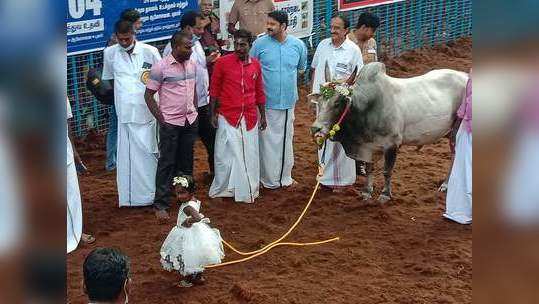 2 வயது சிறுமிக்கு கட்டுப்பட்டு களத்துக்கு வந்த ஜல்லிக்கட்டு காளை