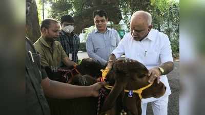 ಸಂಕ್ರಾಂತಿ ಸಂಭ್ರಮ: ಗೋಪೂಜೆ ನೆರವೇರಿಸಿದ ಬಿಎಸ್‌ವೈ