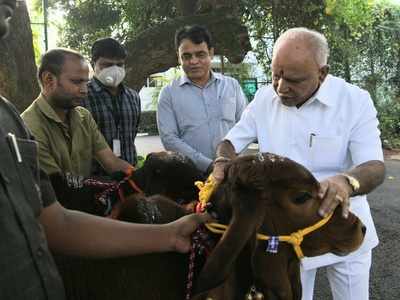 ಸಂಕ್ರಾಂತಿ ಸಂಭ್ರಮ: ಗೋಪೂಜೆ ನೆರವೇರಿಸಿದ ಬಿಎಸ್‌ವೈ