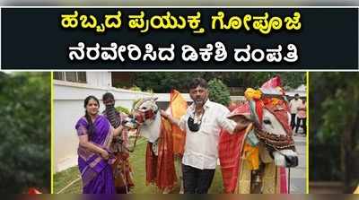 ಸಂಕ್ರಾಂತಿ ಸಂಭ್ರಮದಲ್ಲಿ ಡಿಕೆಶಿ ದಂಪತಿ: ಗೋ ಪೂಜೆ ನೆರವೇರಿಸಿ ಸುಗ್ಗಿ ಹಬ್ಬ ಆಚರಣೆ