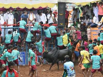 ಗೋ ಬ್ಯಾಕ್ ರಾಹುಲ್.. ವೆಲ್‌ ಕಂ ನಡ್ಡಾ ಜೀ..! ರಾಜಕೀಯ ಅಖಾಡವಾಯ್ತು ಜಲ್ಲಿಕಟ್ಟು ರಣಾಂಗಣ..!