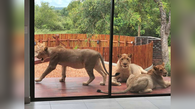 VIDEO: कपल ने सुबह खोला घर का दरवाजा, बाहर बैठे थे 6 शेर, देखें खौफनाक विडियो