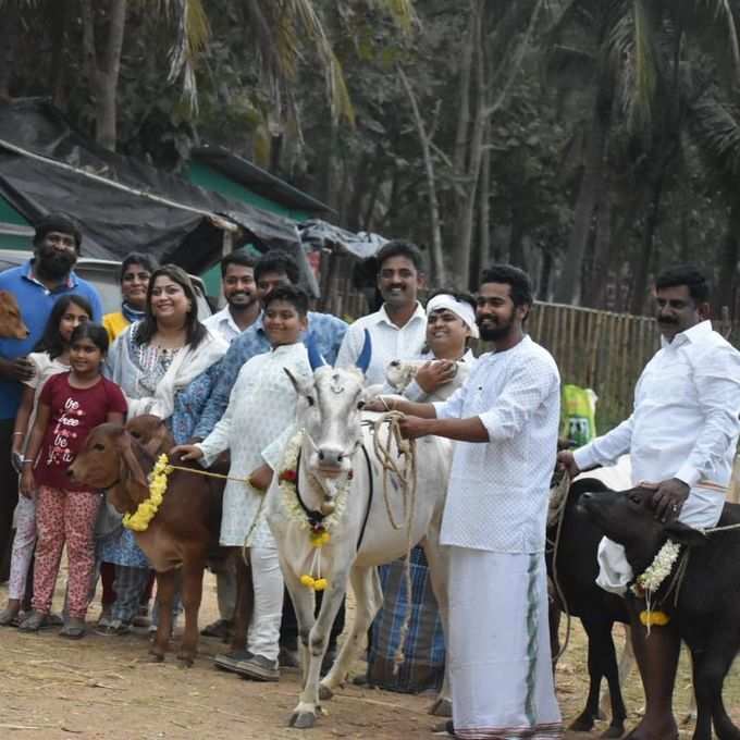 ಹಸುಗಳ ಜೊತೆ ಸಂಕ್ರಾಂತಿ ಸಂಭ್ರಮ