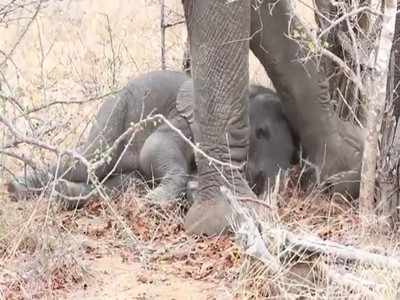 हाथी के बच्चे का इतना क्यूट वीडियो आपने पहले नहीं देखा होगा, याद आ जाएगा खुद का बचपन