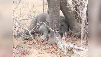 हाथी के बच्चे का इतना क्यूट वीडियो आपने पहले नहीं देखा होगा, याद आ जाएगा खुद का बचपन