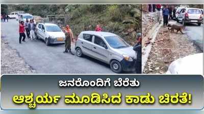 ವಿಡಿಯೋ: ಜನರೊಂದಿಗೆ ಬೆರೆತು ಆಶ್ಚರ್ಯ ಮೂಡಿಸಿದ ಕಾಡು ಚಿರತೆ!