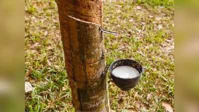 റബ്ബറിന്റെ താങ്ങുവില; അവകാശവാദവുമായി ജോസും കാപ്പനും പരിഹാസവുമായി ഷോൺ