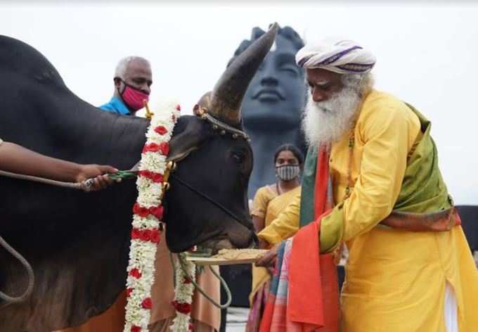 isha maatu pongal