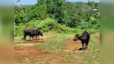 കാലികളെ കയറ്റാനും ഇറക്കാനും സൗകര്യമില്ല, അഞ്ചൽ ചന്തക്ക് അവഗണന; നടപടിയെടുക്കണമെന്ന് വ്യാപാരികൾ, വീഡിയോ